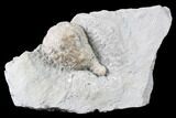 Cystoid Fossil (Holocystites) on Shale - Indiana #85705-2